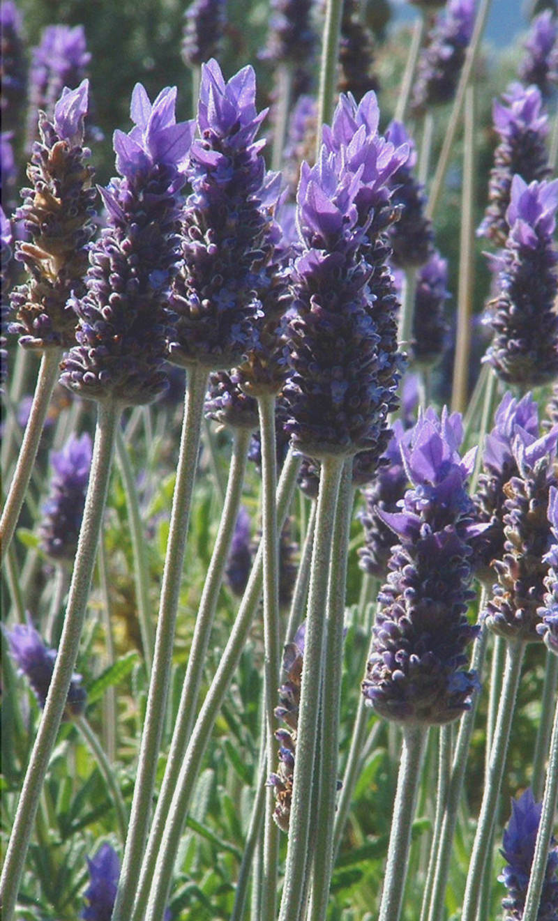 French Lavender Seeds Cottage Garden Seed 0695